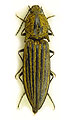 Paraphotistus baerii