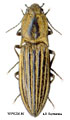 Paraphotistus baerii