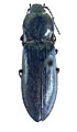 Paraphotistus cordialis