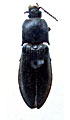 Paraphotistus imitatus