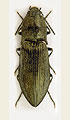 Paraphotistus impressus