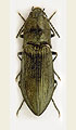 Paraphotistus impressus