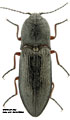 Paraphotistus impressus