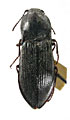 Paraphotistus kabakovi