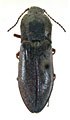 Paraphotistus obscuroaeneus