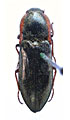 Paraphotistus przewalskyi