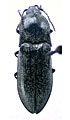 Paraphotistus subalpinus