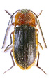 Penia cinctipennis