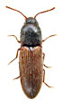 Peripontius rutilipennis