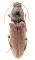Phorocardius tibetanus