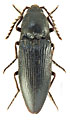 Pittonotus iranicus