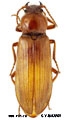 Pleonomus laticornis