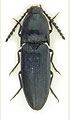 Podeonius acuticornis