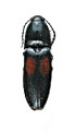 Podeonius bimaculatus