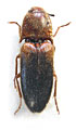 Podeonius himalayanus