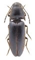 Podeonius nikodymi