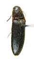 Podeonius rawlinsi