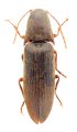 Podeonius shaanxianus