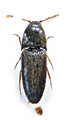 Podeonius singgalangus