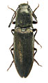 Poemnites aeratus