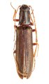 Poemnites longicornis