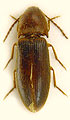 Porthmidius drymogenes