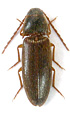 Porthmidius gelineki