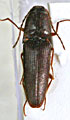 Priopus baumi