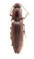 Priopus hongkongensis