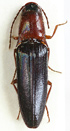 Priopus minidiversus