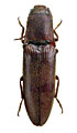 Propsephus occupator