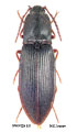 Pseudanostirus ecarinatus