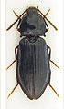 Pseudanostirus globicollis