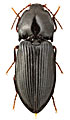 Pseudanostirus globicollis