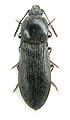 Pseudanostirus imitator