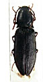 Pseudanostirus jasoni