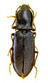 Pseudanostirus montivagus