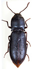 Pseudanostirus montivagus