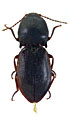 Pseudanostirus risillus