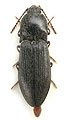 Pseudanostirus subalpinus
