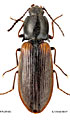 Pseudanostirus vicinus