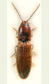 Pseudocrepidophorus filicollis