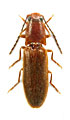 Pseudocrepidophorus flavescens