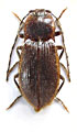 Pseudocsikia phongsalyana