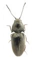 Quasimus geminus