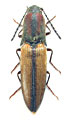 Rainerus tricolor