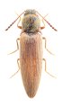 Schimelinus hubeiensis