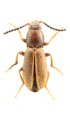 Selatapteria tibetanus