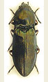 Selatosomus aeneus