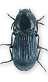 Selatosomus ampliatus